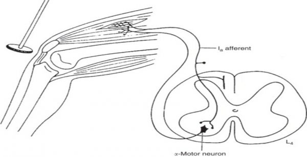 Deep tendon reflex (DTR)