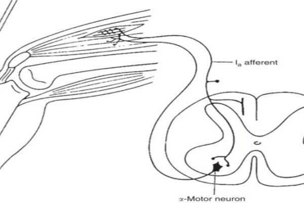 Deep tendon reflex (DTR)