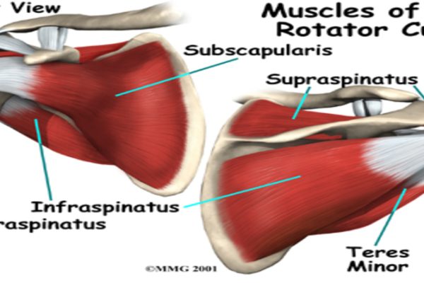 Rotator cuff examination 2