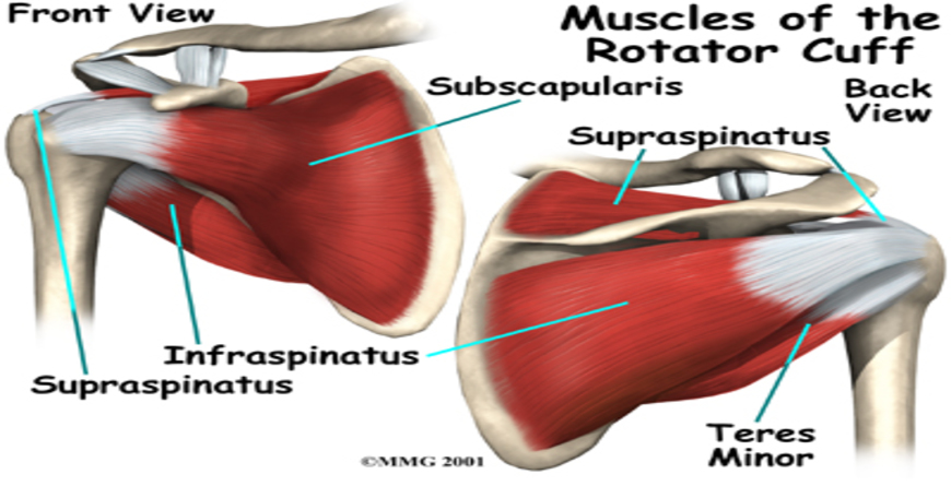 Rotator cuff examination 2 - DarmanX Academy