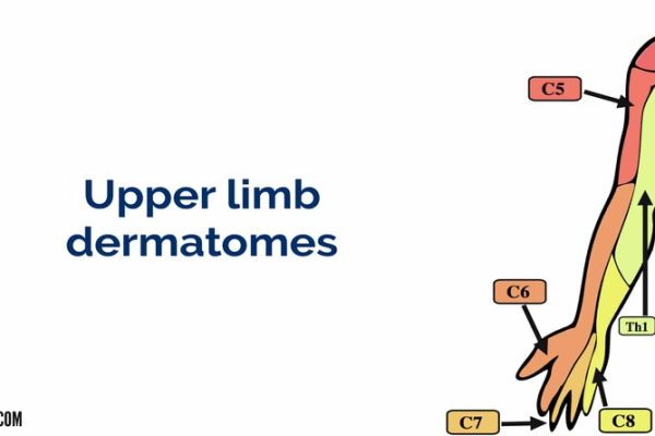 Upper Limb Neurological Examination