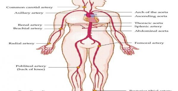 peripheral vascular examination